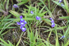 Utricularia uliginosa